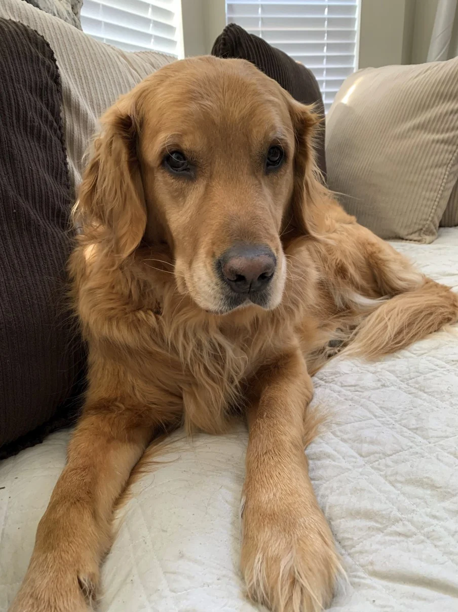 Long haired golden retriever with brown eyes sitting on white couch with brown and beige pillows