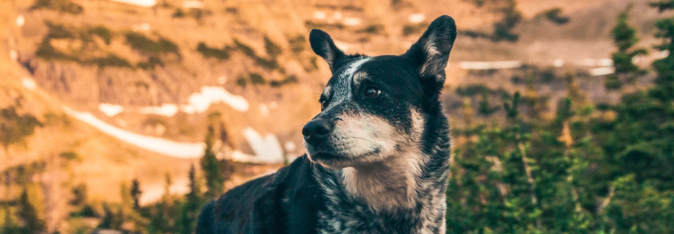 photo of dog with perked up ears looking off in the distance with trees and mountains in the background