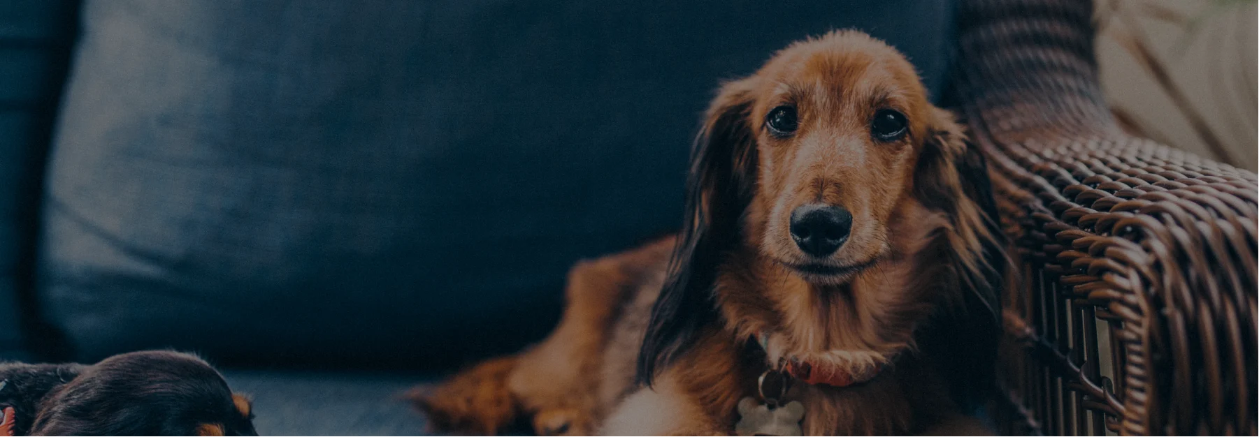 Photo of a dog laying comfortably in a chair