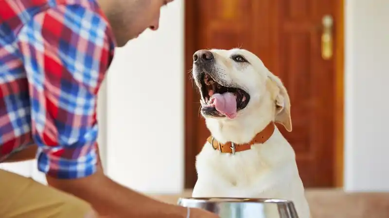 Dog ready for some food