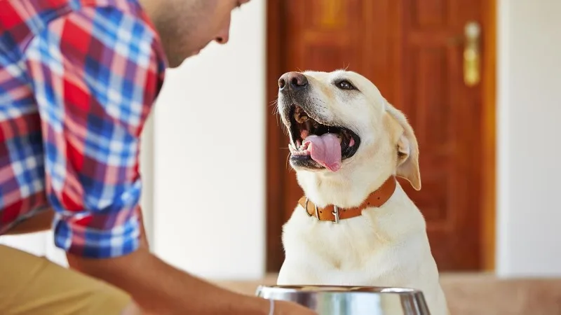 Dog ready for some food