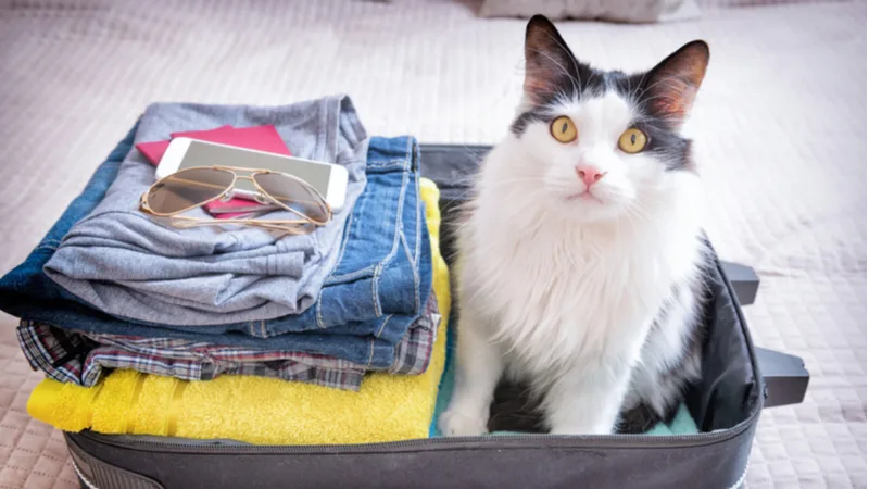 How to Travel With A Cat In The Car — Catexplorer