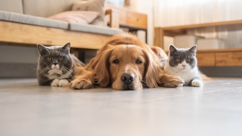 Who's the Best Pet Insurance Provider? Comparing AKC Pet Insurance and  Nationwide