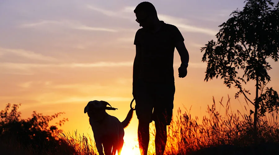 walking-dog-at-sunset-header.jpg
