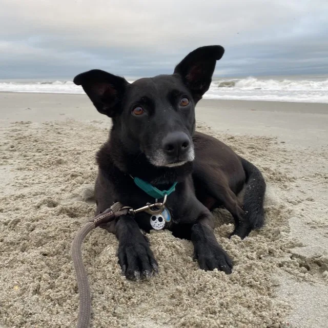 Senior black dog with big ears sitting in sand in front of the ocean on the beach