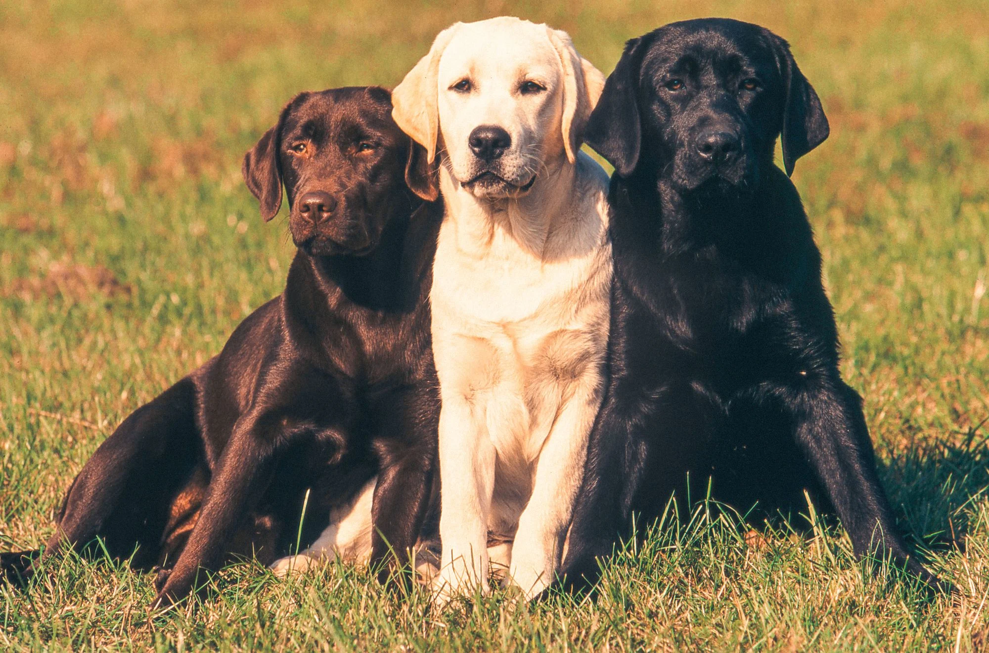 The History of the Labrador Retriever AKC Pet Insurance
