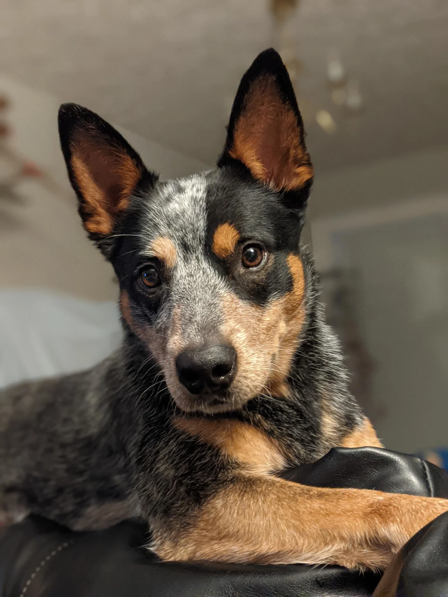 Puppy with brown black and white speckled fur and sweet eyes looking into camera