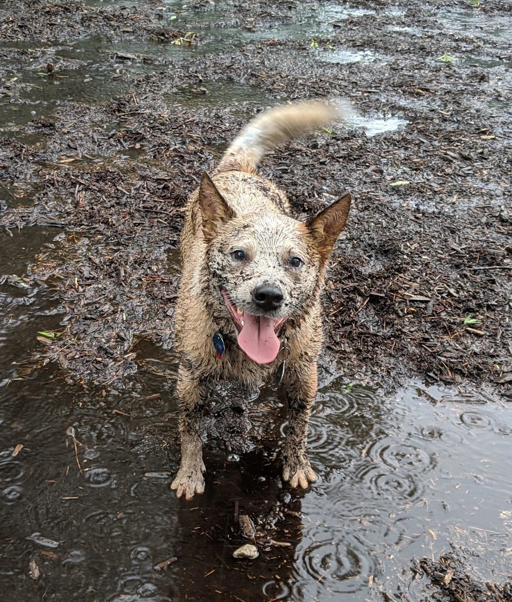 Fox like looking dog with pointy ears wagging tail and playing in muddy rain puddles