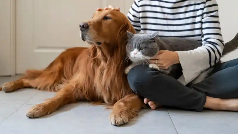 A dog leaning beside a person sitting on the floor with a cat in their lap