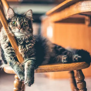 photo of a long haired cat sitting with paws crossed on a rustic dining room chair