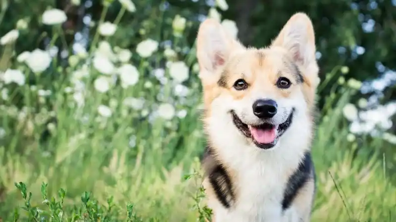 a happy dog sitting in a field