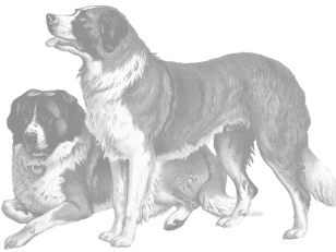 Illustration of two St.Bernards by Vero Shaw