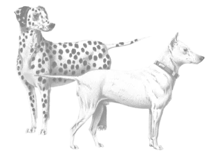 Rough illustration of two dogs.