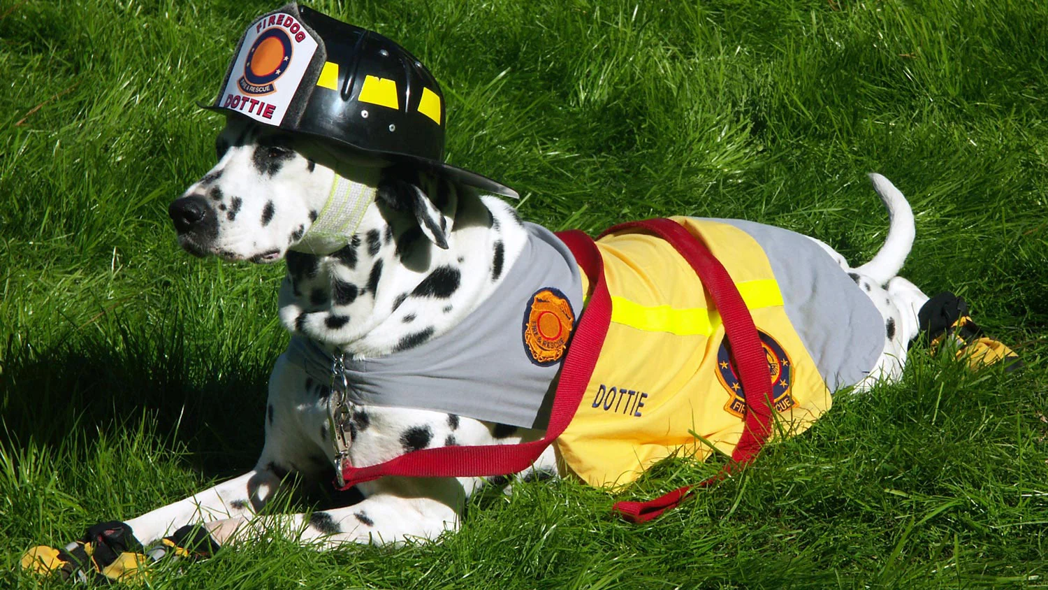 Dog wearing a fire safety outfit