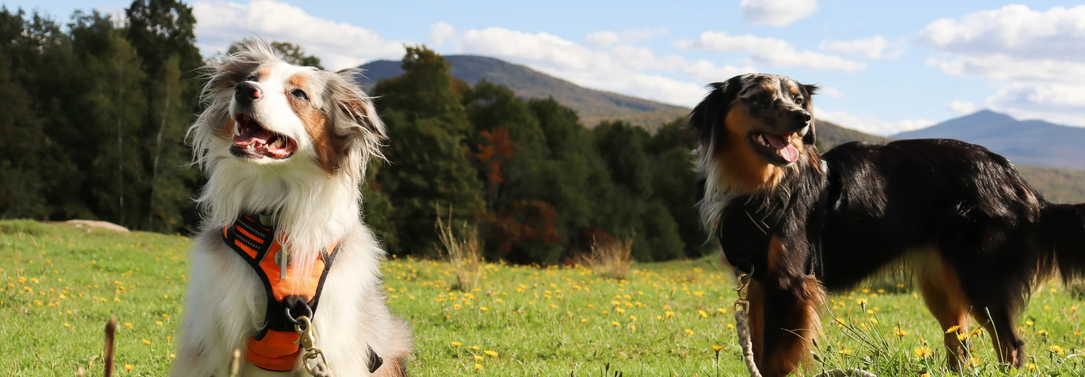 Two dogs in a field looking majestic. 