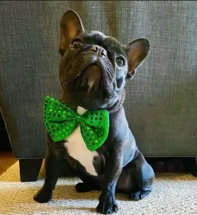 Black french bulldog with white chest wearing a bright green bow tie and looking up eagerly