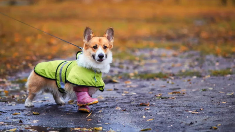 pet-prep-header.jpg