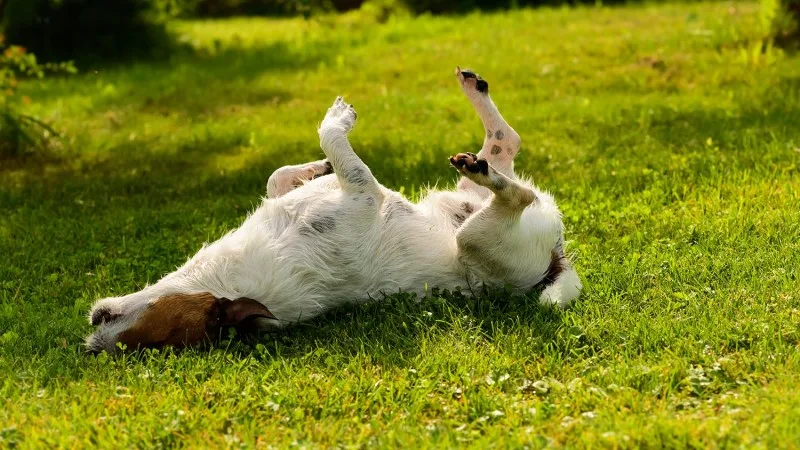 Photo of dog rolling around in the grass