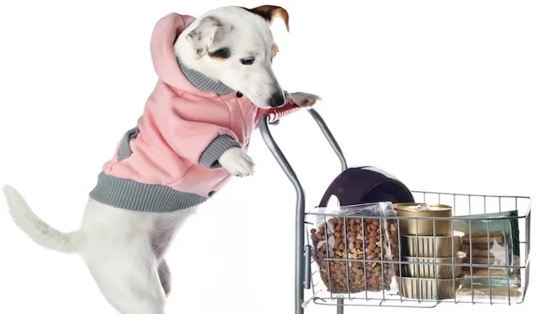 shopping with dog header