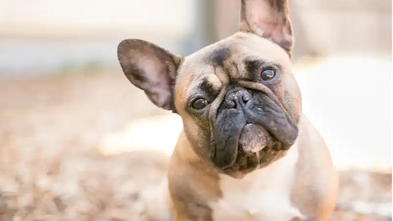 Photo of a dog tilting their head