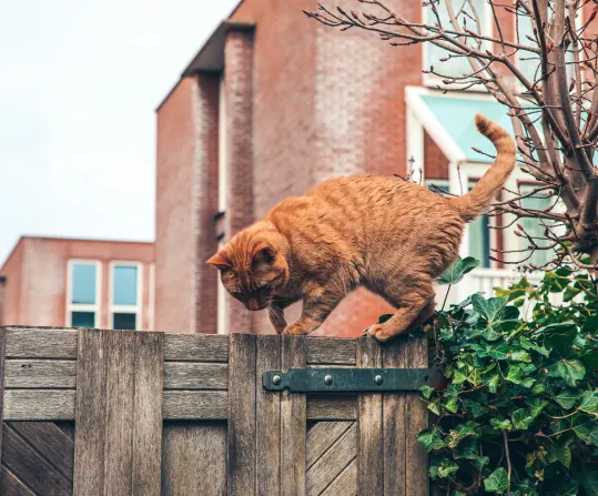 photo of orange tabby cat climbing on a garden fence with vines and brick apartments in the background