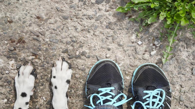 Shoes to protect store dogs paws from heat