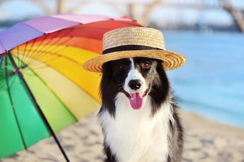 How to Keep Your Dog Cool This Summer