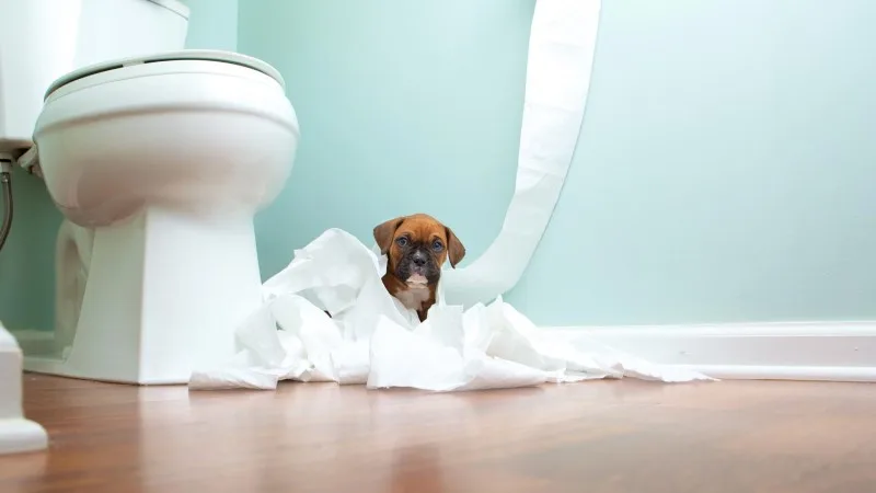 Silly photograph of a dog making a mess of a toilet paper roll