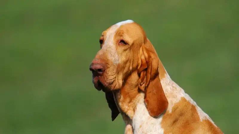 a braccio italiano dog in a field