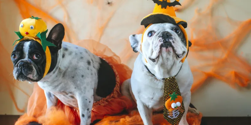 Spooktacular Safety Tips for Celebrating Halloween with Your Pup-kin –  Frenchie Bulldog