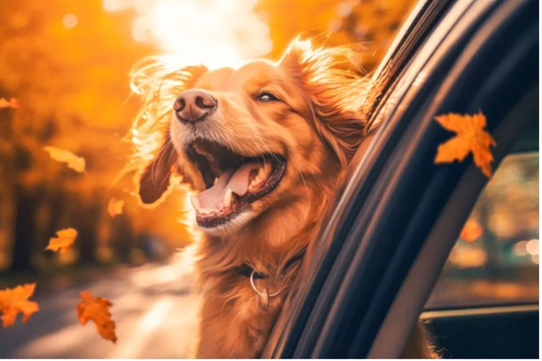 Dog enjoying a car ride in fall