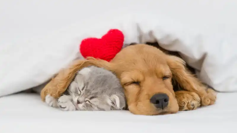 valentines-day-dating-with-pets-header.jpg