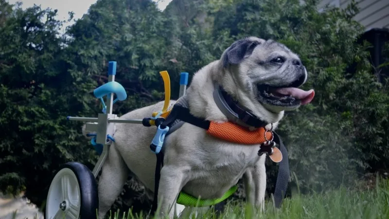 Photo of a pug with hip dysplasia 