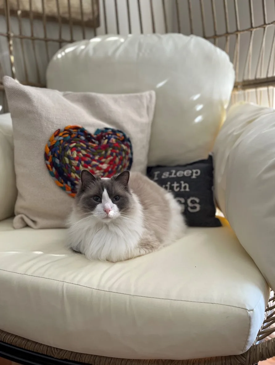 Long haired gray and white cat on white chair sitting in front of a pillow with a multi colored knitted heart