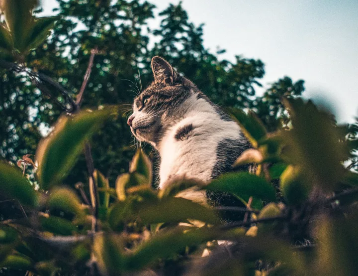photo looking up at a cat sitting in bushy scenery