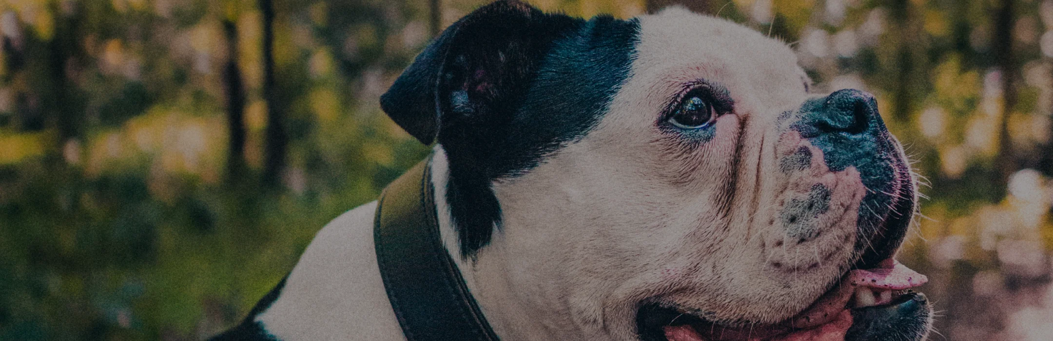 Pet Wellness Coverage hero (Bulldog)
