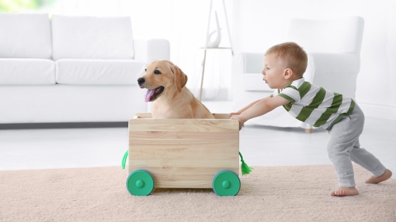 Treat your furry friend to these toys on National Puppy Day