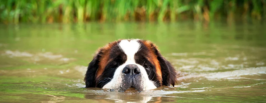 st-bernard-swiming-header.jpg