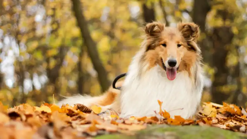 fall-collie-header.jpg