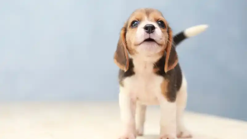 Beagle Puppy Header.jpg