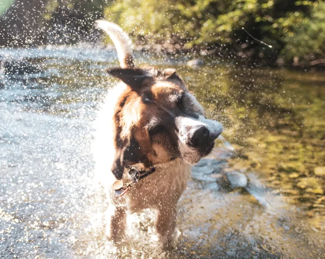 Dog shaking while coming out of a river. 
