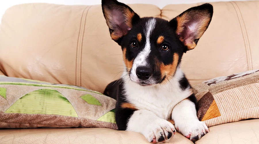 a corgi puppy sitting on a couch