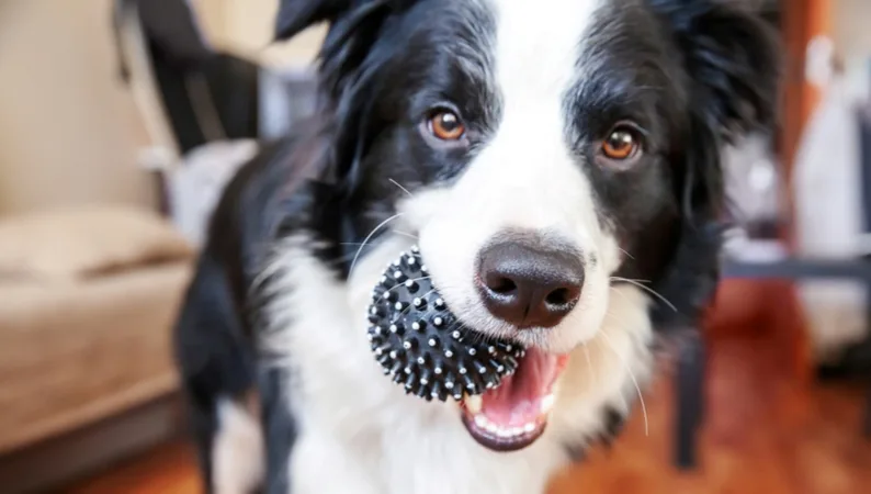 Puzzle toys can be a great source of enrichment for dogs, here's