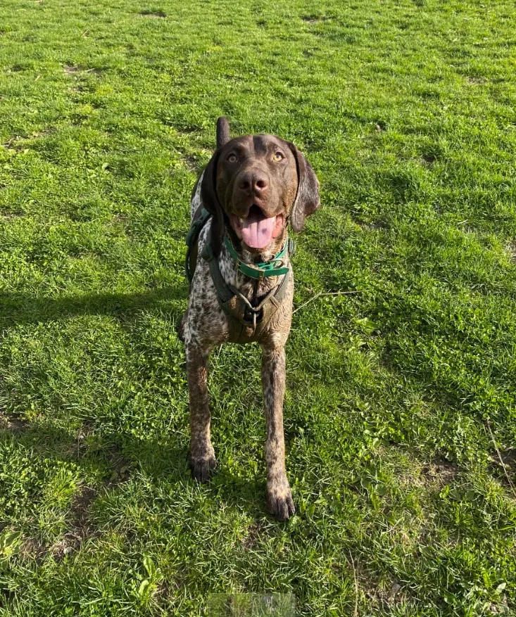 Brown speckled dog with tongue hanging out standing in grass and looking at camera