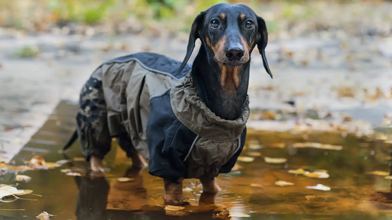 a doxen in a raincoat standing in a puddle