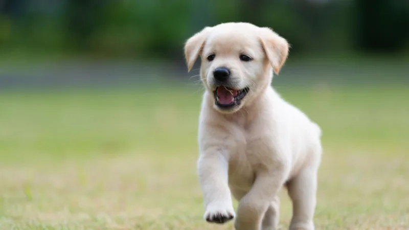 How to Change a Pet's Life