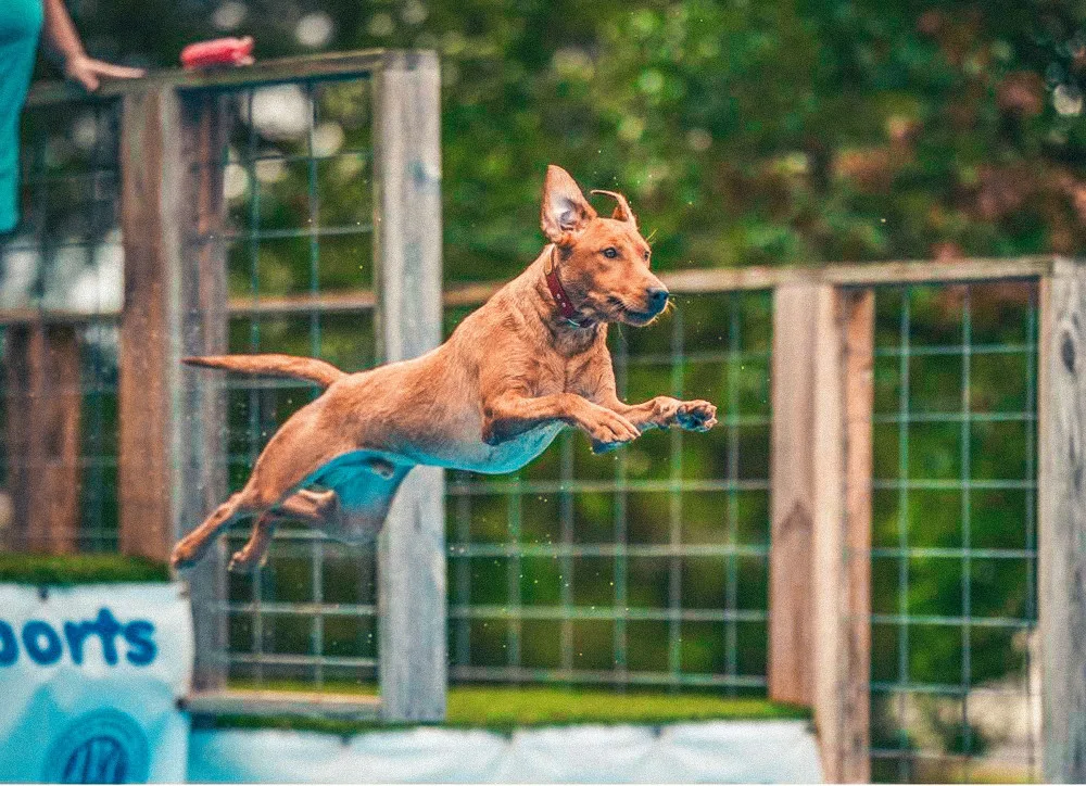 AKC Pet Insurance Featured Breeder Three Lakes Labradors, LLC