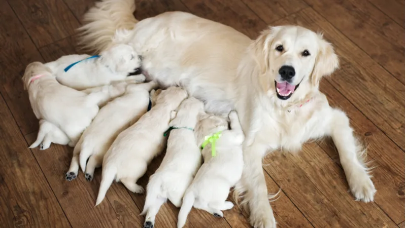 Photo of mother dog breastfeeding her litter