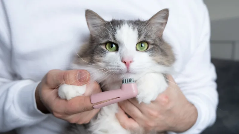 dental-disease-cat-header.jpg