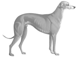 Greyhound illustration